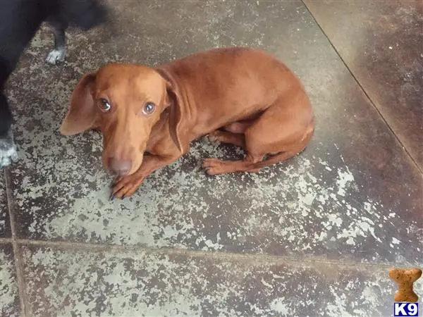 Dachshund stud dog