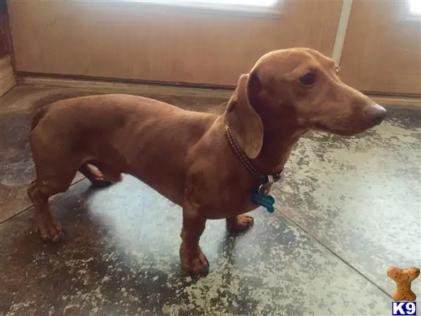 Dachshund stud dog