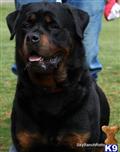 German Import available Rottweiler puppy located in BAKERSFIELD
