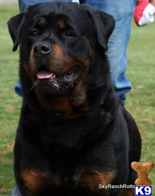 rottweiler puppies for free blockhead rottweiler puppies for free breeds picture rottweiler puppies for free blockhead rottweiler puppies for free breeds picture