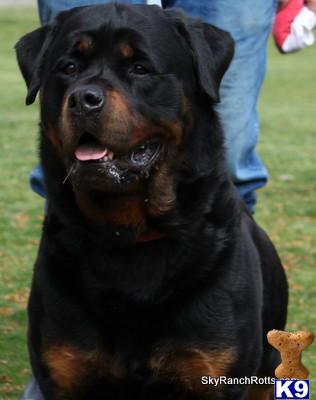 Rottweiler