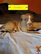 american pit bull puppy posted by slappyuhead