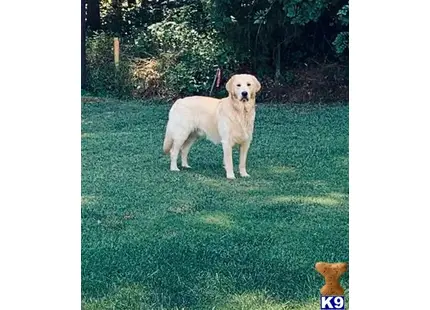 Golden Retriever stud dog: a golden retriever dog standing in a grassy area