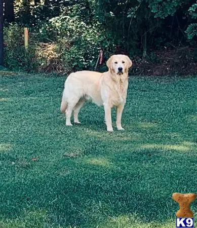Golden Retriever stud dog: a golden retriever dog standing in a grassy area