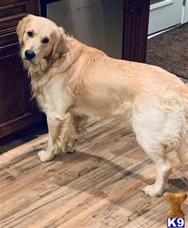 Golden Retriever stud dog: a golden retriever dog standing on a wood floor
