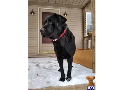 Labrador Retriever stud dog: a black labrador retriever dog standing in the snow