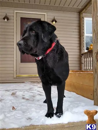 Labrador Retriever stud dog: a black labrador retriever dog standing in the snow