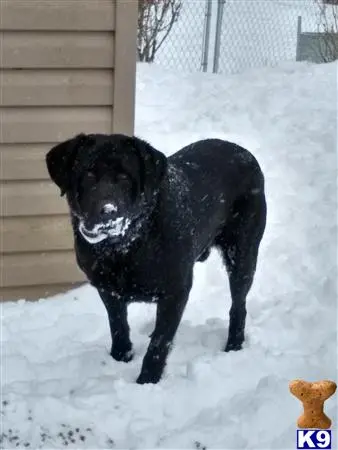 Labrador Retriever stud dog: a black labrador retriever dog in the snow