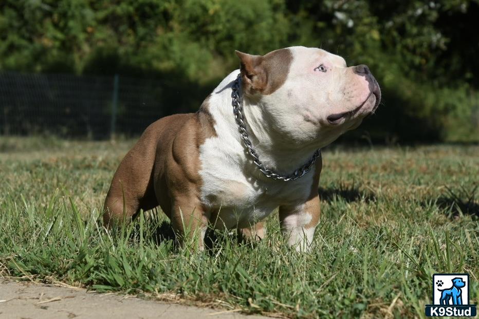 a american bully dog standing in grass