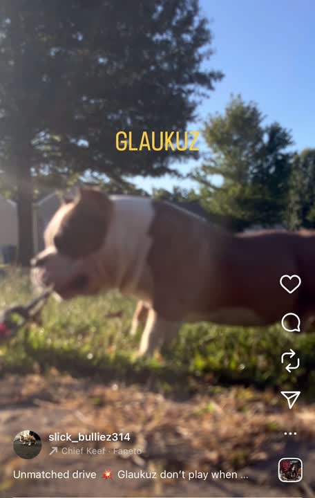 American Bully stud dog: Error: Operation returned an invalid status code BadRequest<br/>Stack Trace:    at Microsoft.Azure.CognitiveServices.Vision.ComputerVision.ComputerVisionClient.<DescribeImageInStreamWithHttpMessagesAsync>d__41.MoveNext()
--- End of stack t
