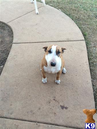 Bull Terrier dog