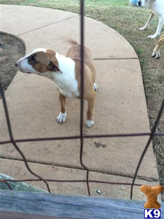 Bull Terrier dog