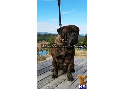 Bullmastiff