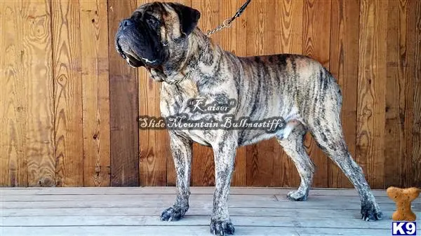 Bullmastiff stud dog