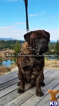 Bullmastiff stud dog