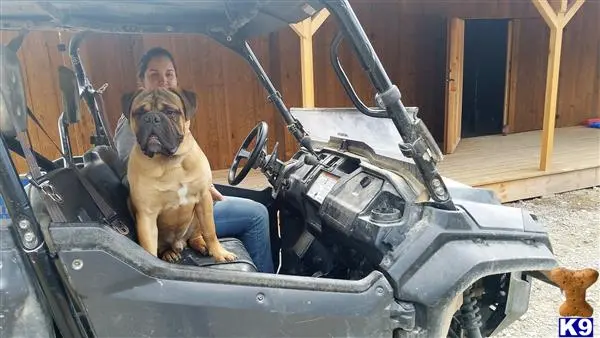 Bullmastiff stud dog