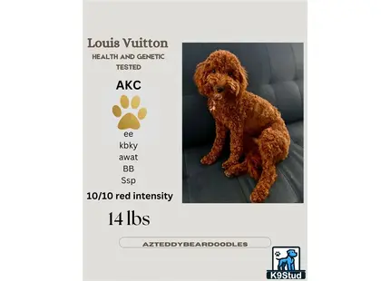 Poodle puppy for sale