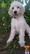 Poodle