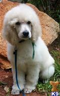 Poodle