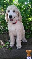 Poodle
