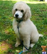 Poodle