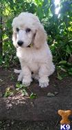 Poodle