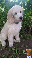 Poodle