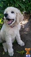 Poodle