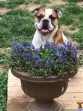 Old English Bulldog stud dog: Brindle and white Old English Bulldog sitting behind purple flowers