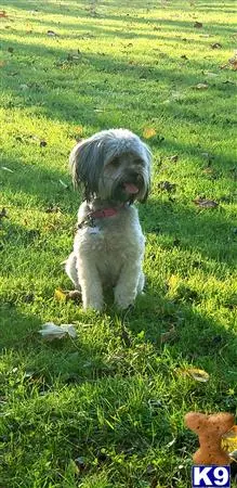 Shih Tzu female dog