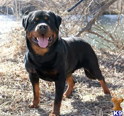 Rottweiler stud dog