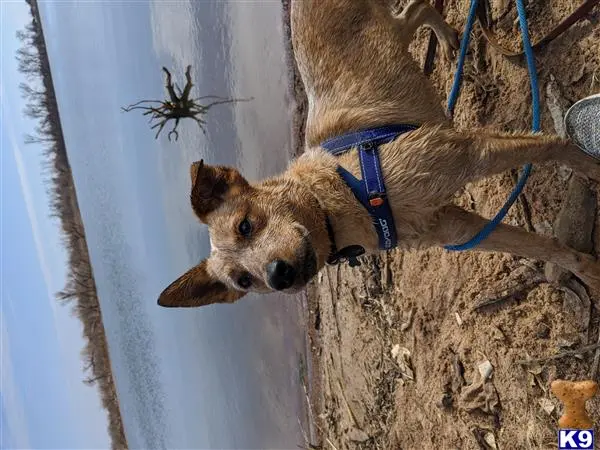 Australian Cattle Dog