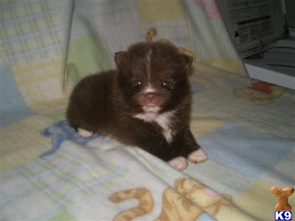 chocolate teacup pomeranian pomeranian puppy for sale teacup chocolate pomeranian puppies 7 years chocolate teacup pomeranian pomeranian puppy for sale teacup chocolate pomeranian puppies 7 years