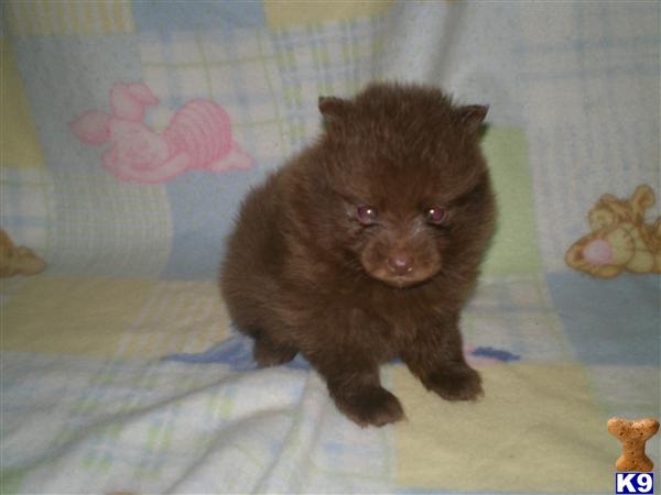 chocolate teacup pomeranian chocolate teacup pomeranian www imgkid the image kid has it chocolate teacup pomeranian chocolate teacup pomeranian www imgkid the image kid has it