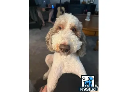 a poodle dog holding a stuffed animal