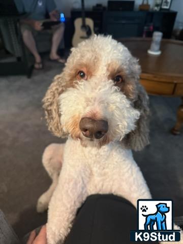 a poodle dog holding a stuffed animal