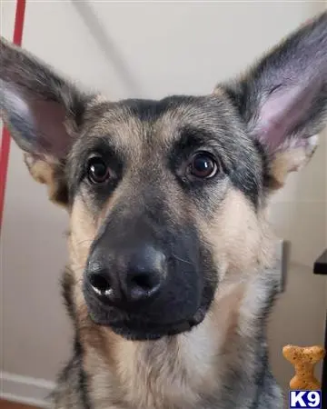 German Shepherd female dog