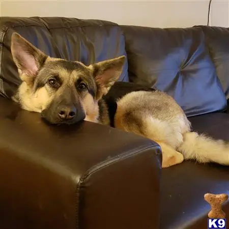 German Shepherd female dog