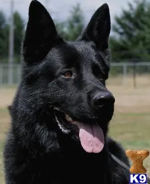 German Shepherd stud dog