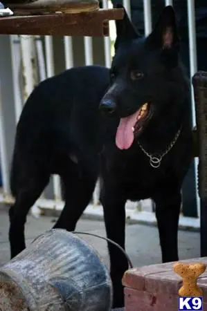 German Shepherd stud dog