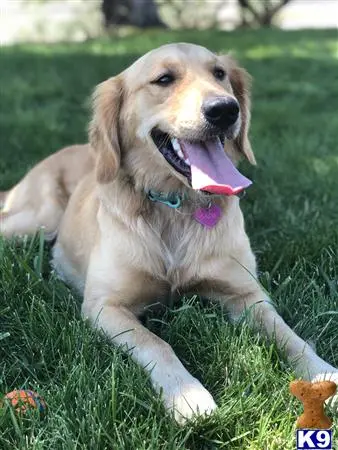 Golden Retriever female dog