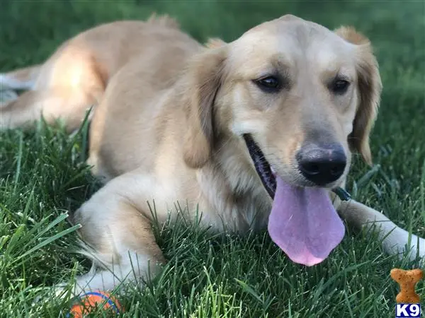 Golden Retriever female dog