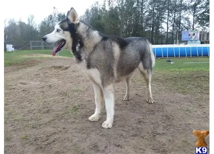 Siberian Husky