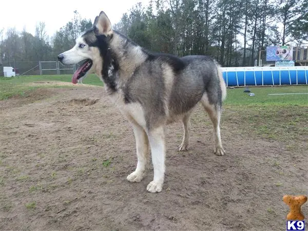 Siberian Husky stud dog