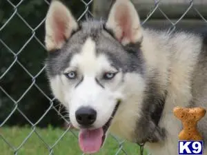 Siberian Husky stud dog