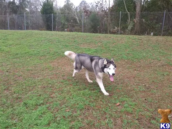 Siberian Husky stud dog