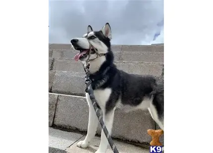 Siberian Husky