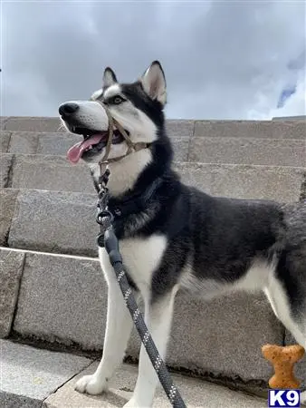 Siberian Husky female dog