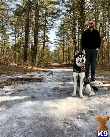 Siberian Husky female dog