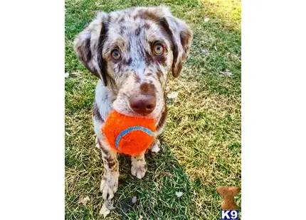 Australian Shepherd